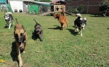 Súpercan guardería canina