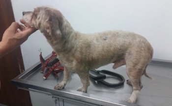 Clínica Veterinaria Huellas