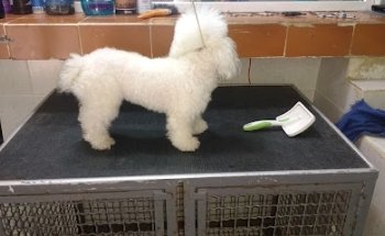 Servicios Médicos Veterinarios DR. Nah