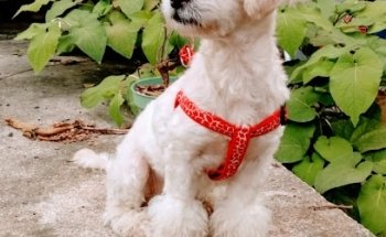 Veterinaria Cachorros