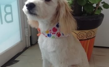 CLINICA VETERINARIA OTOMPAPETS ACOLMAN