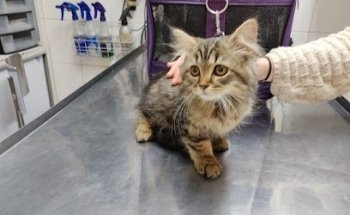 Clinica Veterinaria M del C