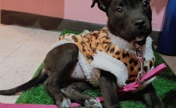 San Francisco de Asis Clinic