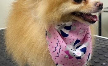 clinica veterinaria animal dogtor´s