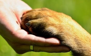 Hospital Veterinario PEGABIPA - Alta Especialidad-