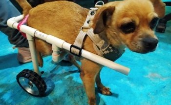 Veterinaria Chikorita.