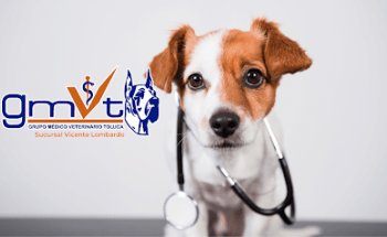 GMVT - Clínica Veterinaria - Suc. Vicente Lombardo Toledano