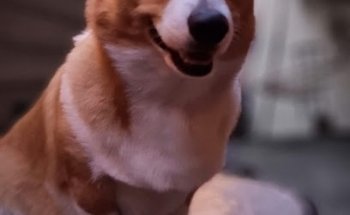 Veterinaria OREJAS Y PATAS