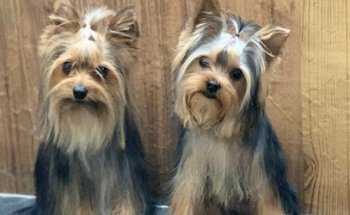 Veterinaria El Gavilán