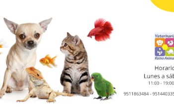 Veterinary Animal Kingdom