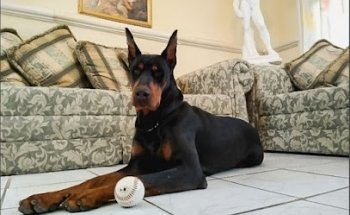 Vettier Animal Hospital