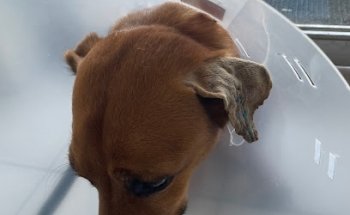 Veterinaria y estética canina Consultorio Doc. Payan