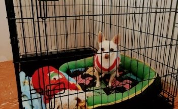 CLÍNICA VETERINARIA GUAU-PO