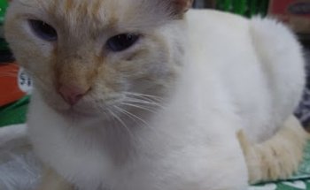 Veterinaria Equinoxio