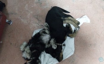 Clinica Veterinaría Estética Canina Reyno Animal