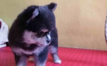 Clínica Veterinaria ReinoAnimal “Uichu Ka Misitu”