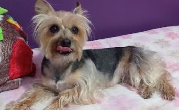 MiVet Consultorio Veterinario