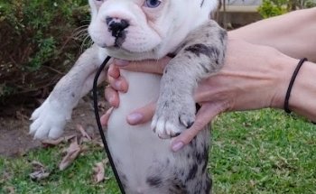 Mario el Veterinario