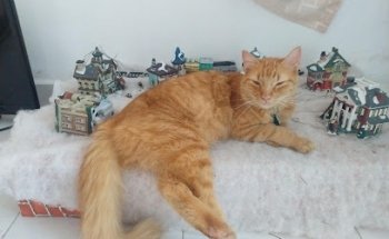 Servicios Veterinarios The Pet shop