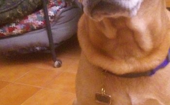 Veterinaria Genesis 1 25