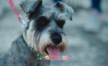 Hospital Veterinario Sexta Mascota