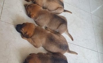 Servicios Veterinarios Integrales