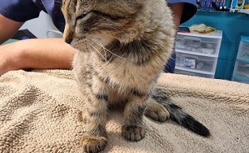 Veterinary Medical Center Del Valle