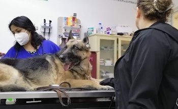 Clinica veterinaria peek