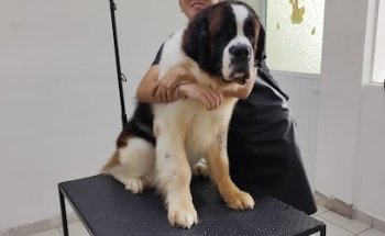 HOSPITAL VETERINARIO CANNIS PALACE