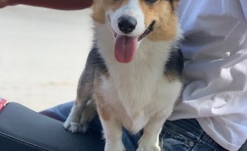 HORSE & PET Clínica Veterinaria