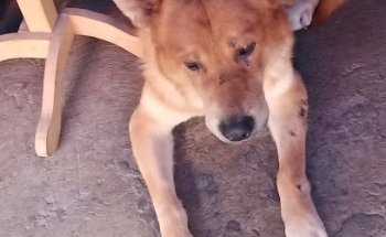 VETERINARY CLINIC PEPE-PETS