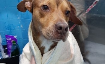 CLÍNICA VETERINARIA BÚFALO