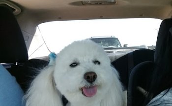 Coco Pets Grooming & Vet