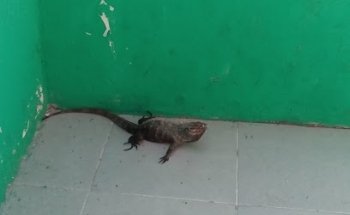 Clínica veterinaria beethoven