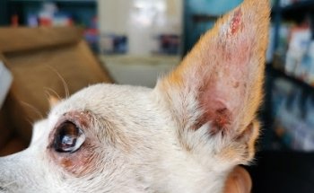 Veterinaria los Potrillos