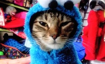 Huesitos consultorio veterinario