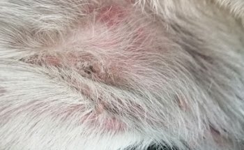 Veterinary clinic 2000