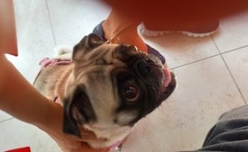 LOMONT® | All for Dogs