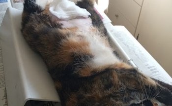 Farmacia Veterinaria El Rodeo