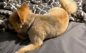 Veterinaria Vet-Mas.