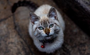 Consultorio Veterinario Perruqueria