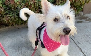 Mi Mascota Veterinaria