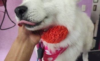 Clínica Veterinaria Mister Kan