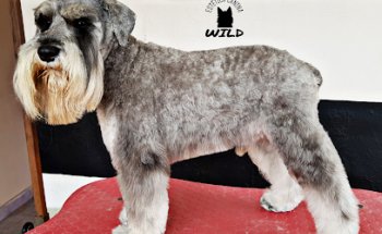 Estética canina profesional WILD