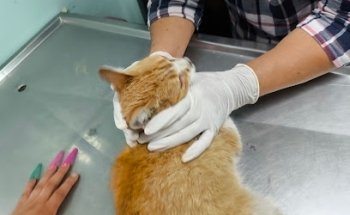 Centro Veterinario Mexico