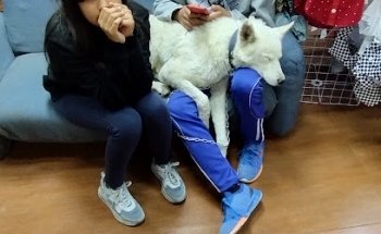 Grupo Médico Veterinario Patitas y Huellitas