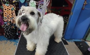 Veterinaria Shenlong