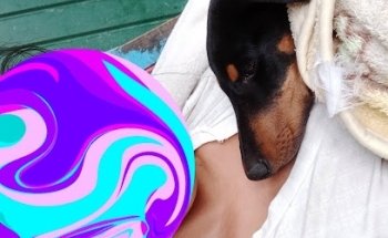 Veterinaria El Charco De Las Ranas