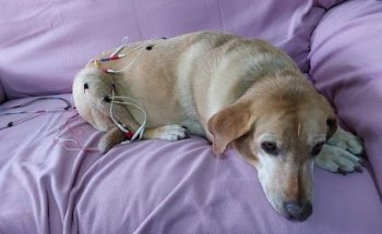 Pet Xpert Total Care Center