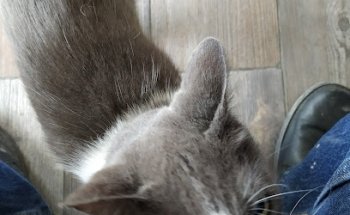 Veterinaria San Jemo